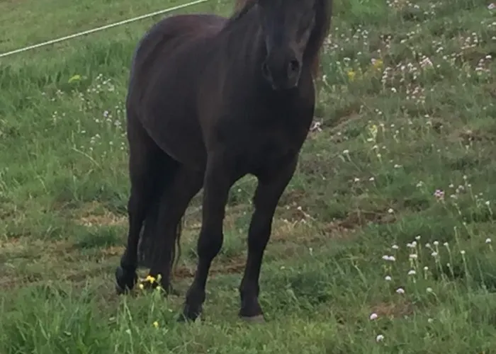 L'auberge De Vazerat ماسياك